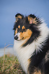 Collie Hndin