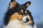 Collie Hndin