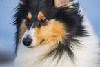 Collie Hndin