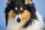 Collie Hndin