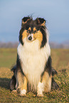 Collie Hndin