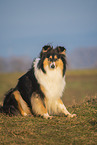 Collie Hndin