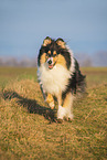 Collie Hndin