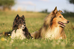 Sheltie und Collie