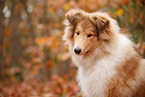 junger Collie