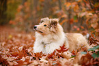 junger Collie