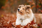 junger Collie
