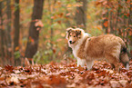 junger Collie