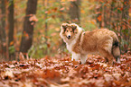 junger Collie