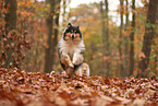 Collie