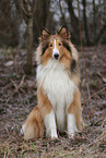 Collie