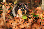 junger Collie