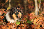 junger Collie