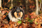 junger Collie