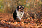 junger Collie