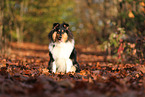 junger Collie