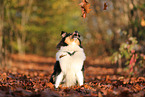 junger Collie