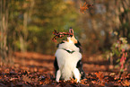 junger Collie