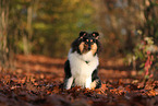 junger Collie