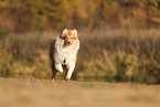 junger Collie