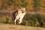 junger Collie