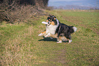 Collie Hndin