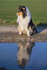 Collie Hndin