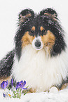 Collie Hndin