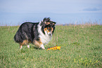 Collie Hndin