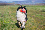 Collie Hndin