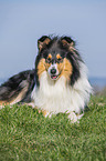 Collie Hndin