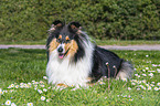 Collie Hndin