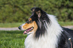 Collie Hndin