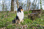 Collie Hndin