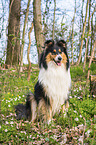 Collie Hndin