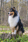 Collie Hndin