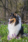 Collie Hndin