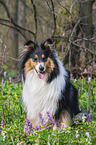 Collie Hndin