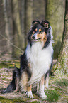 Collie Hndin