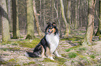 Collie Hndin