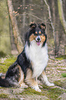 Collie Hndin