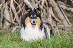 Collie Hndin