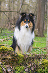 Collie Hndin