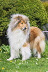 Collie