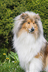 Collie