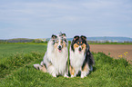 Collies