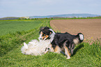 Collies