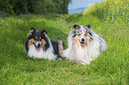 Collies