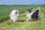 Collies