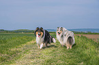 Collies